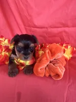 SHELBY, a female Yorkshire Terrier for sale in Palos Heights, IL – 10 of 10