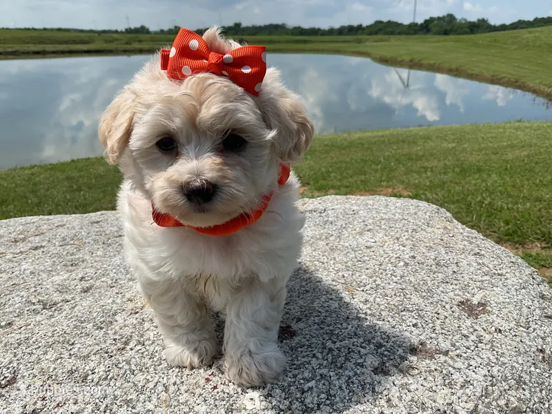HOPPERS – Maltipoo puppy for sale in Palos Heights, IL