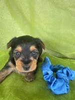 SAMPSON, a male Yorkshire Terrier for sale in Palos Heights, IL – 8 of 10