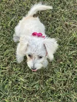 HATCHES, a female Maltipoo for sale in Palos Heights, IL – 5 of 10