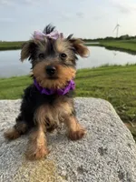 SPECKS, a male Yorkshire Terrier for sale in Palos Heights, IL – 9 of 10