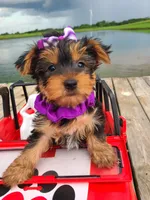 SPECKS, a male Yorkshire Terrier for sale in Palos Heights, IL – 3 of 10