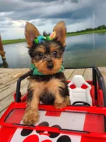 SAMPSON, a male Yorkshire Terrier for sale in Palos Heights, IL – 4 of 10