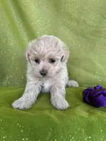HIKER, a male Maltipoo for sale in Palos Heights, IL – 2 of 10