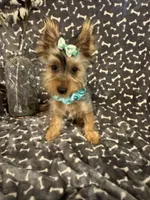 SPECKS, a male Yorkshire Terrier for sale in Palos Heights, IL – 1 of 10