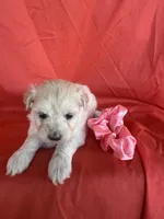 HOPPERS, a male Maltipoo for sale in Palos Heights, IL – 6 of 10