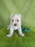 HICKORY, a male Maltipoo for sale in Palos Heights, IL – 10 of 10
