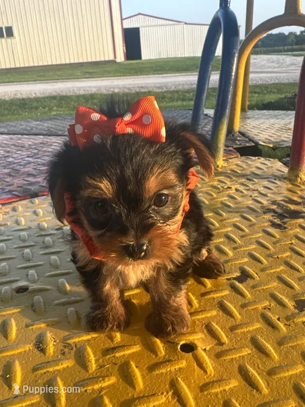 SHELBY – Yorkshire Terrier puppy for sale in Palos Heights, IL