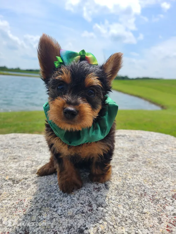 SAMPSON – Yorkshire Terrier puppy for sale in Palos Heights, IL