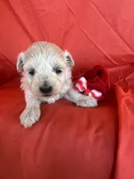 HARPS, a male Maltipoo for sale in Palos Heights, IL – 8 of 10