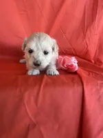 HARPS, a male Maltipoo for sale in Palos Heights, IL – 4 of 10