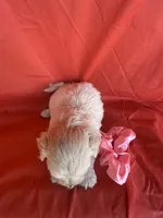 HOPPERS, a male Maltipoo for sale in Palos Heights, IL – 7 of 10