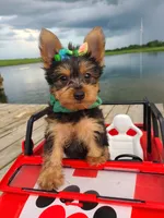 SAMPSON, a male Yorkshire Terrier for sale in Palos Heights, IL – 5 of 10