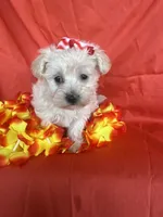 HATCHES, a female Maltipoo for sale in Palos Heights, IL – 10 of 10
