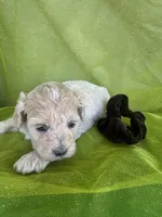 HARRIS , a male Maltipoo for sale in Palos Heights, IL – 2 of 10