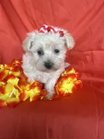 HATCHES, a female Maltipoo for sale in Palos Heights, IL – 6 of 10