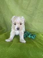 HICKORY, a male Maltipoo for sale in Palos Heights, IL – 3 of 10