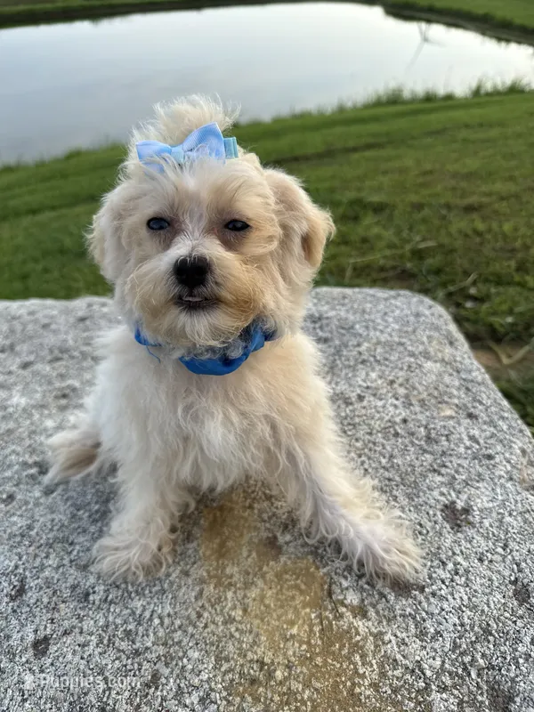 HIKER – Maltipoo puppy for sale in Palos Heights, IL