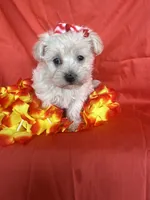 HATCHES, a female Maltipoo for sale in Palos Heights, IL – 1 of 10