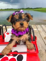 SPECKS, a male Yorkshire Terrier for sale in Palos Heights, IL – 6 of 10