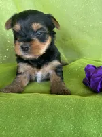 SPECKS, a male Yorkshire Terrier for sale in Palos Heights, IL – 1 of 10