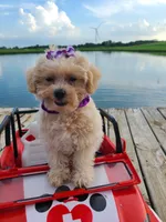 HIKER, a male Maltipoo for sale in Palos Heights, IL – 7 of 10