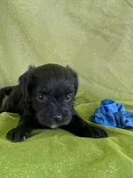HUMMER, a male Maltipoo for sale in Palos Heights, IL – 7 of 10
