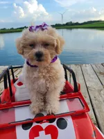 HIKER, a male Maltipoo for sale in Palos Heights, IL – 2 of 10