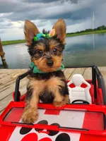 SAMPSON, a male Yorkshire Terrier for sale in Palos Heights, IL – 1 of 10