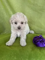 HIKER, a male Maltipoo for sale in Palos Heights, IL – 8 of 10