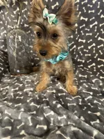 SPECKS, a male Yorkshire Terrier for sale in Palos Heights, IL – 7 of 10