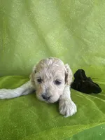 HARRIS , a male Maltipoo for sale in Palos Heights, IL – 10 of 10