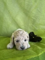 HARRIS , a male Maltipoo for sale in Palos Heights, IL – 8 of 10