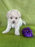 HIKER, a male Maltipoo for sale in Palos Heights, IL – 6 of 10
