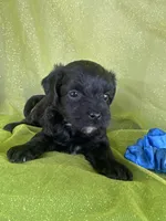 HUMMER, a male Maltipoo for sale in Palos Heights, IL – 6 of 10