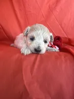 HARPS, a male Maltipoo for sale in Palos Heights, IL – 1 of 10