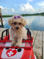 HIKER, a male Maltipoo for sale in Palos Heights, IL – 10 of 10