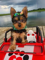 SAMPSON, a male Yorkshire Terrier for sale in Palos Heights, IL – 9 of 10