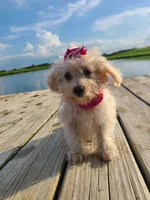 HATCHES, a female Maltipoo for sale in Palos Heights, IL – 1 of 10