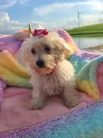 HATCHES, a female Maltipoo for sale in Palos Heights, IL – 5 of 10