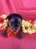SHIRLEY, a female Yorkshire Terrier for sale in Palos Heights, IL – 1 of 10