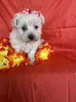 HATCHES, a female Maltipoo for sale in Palos Heights, IL – 2 of 10