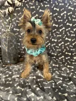 SPECKS, a male Yorkshire Terrier for sale in Palos Heights, IL – 8 of 10