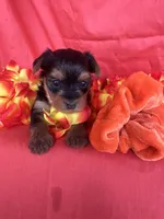 SHELBY, a female Yorkshire Terrier for sale in Palos Heights, IL – 2 of 10