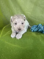 HUBS, a male Maltipoo for sale in Palos Heights, IL – 7 of 10