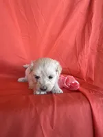 HOPPERS, a male Maltipoo for sale in Palos Heights, IL – 3 of 10
