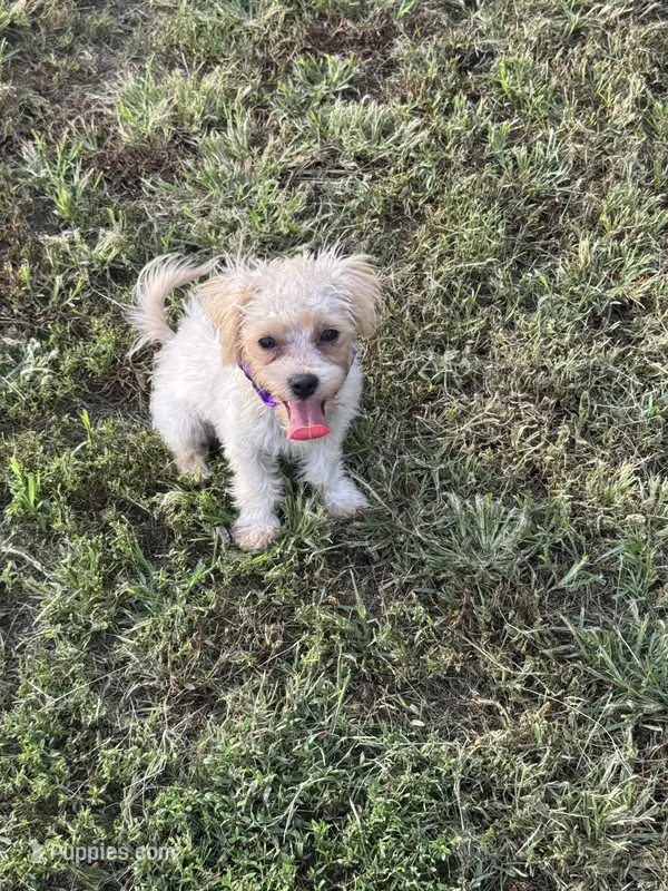 HIKER – Maltipoo puppy for sale in Palos Heights, IL