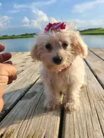 HATCHES, a female Maltipoo for sale in Palos Heights, IL – 9 of 10