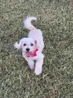 HATCHES, a female Maltipoo for sale in Palos Heights, IL – 8 of 10