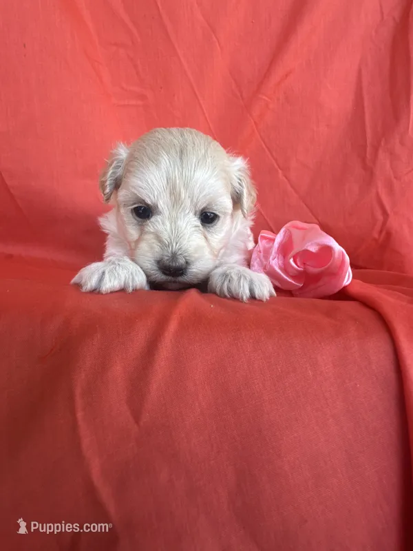 HOPPERS – Maltipoo puppy for sale in Palos Heights, IL